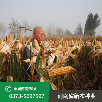 安徽可以直接收籽玉米