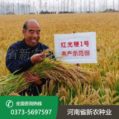 安徽出色常规水稻种子