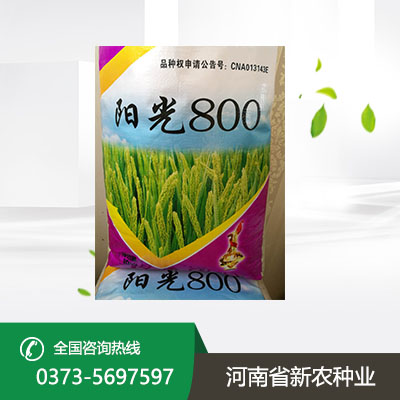 安徽丰产小麦种子