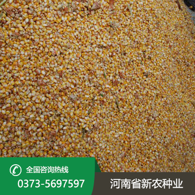 安徽玉米种子批发