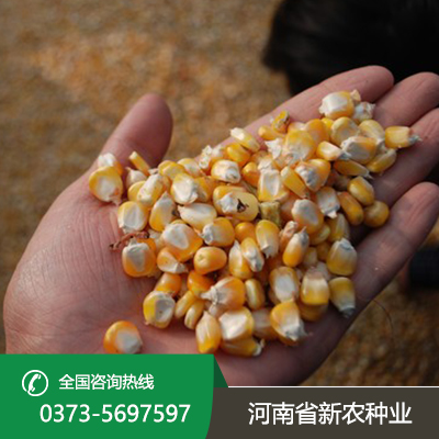 安徽玉米种子采购