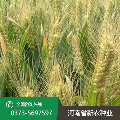安徽小麦