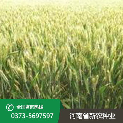 安徽2023小麦种子价格