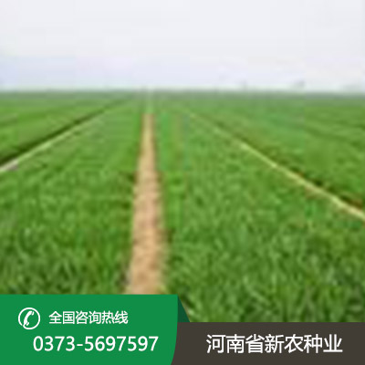 安徽2023小麦种子报价