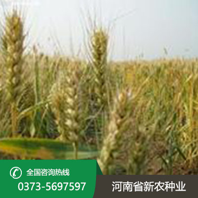 安徽小麦种子产品