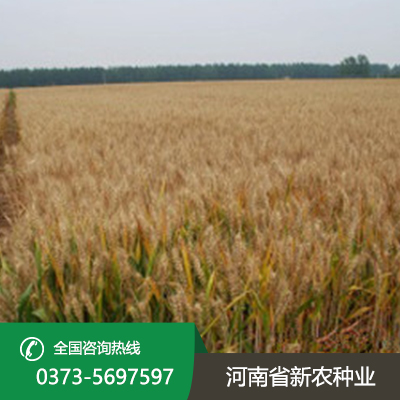 安徽2023年小麦种子价格表