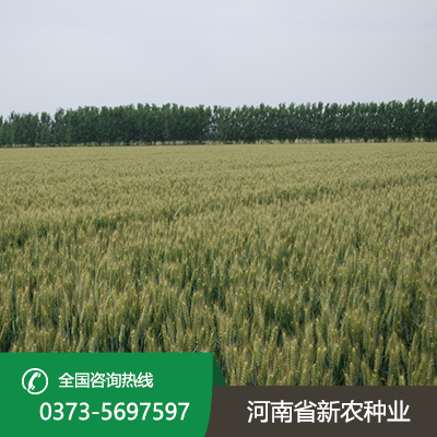 安徽小麦种子形状颜色