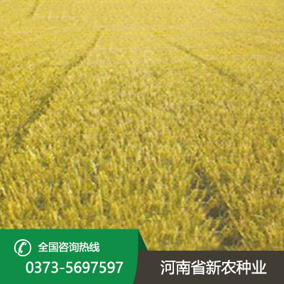 安徽亩产1000公斤的小麦