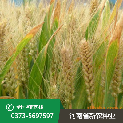 安徽今日小麦价一斤多少钱