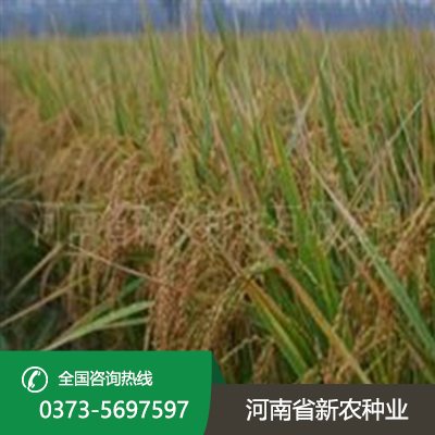 安徽郑稻201水稻种子