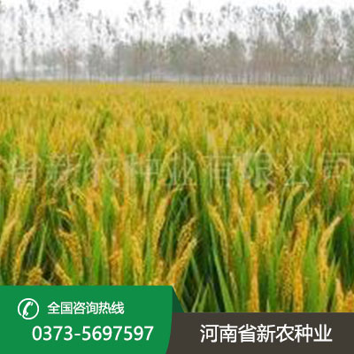 安徽水稻种子购买