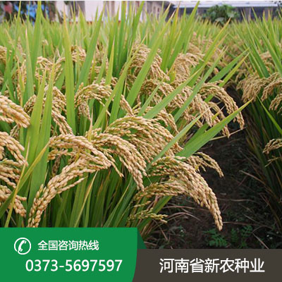 安徽水稻种子代理