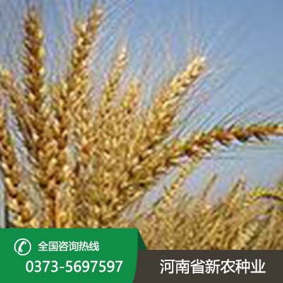 安徽小麦种子品种