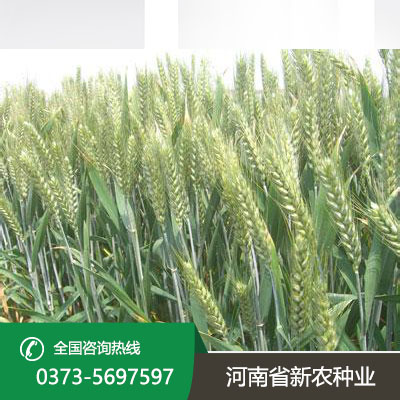 安徽小麦种子厂家