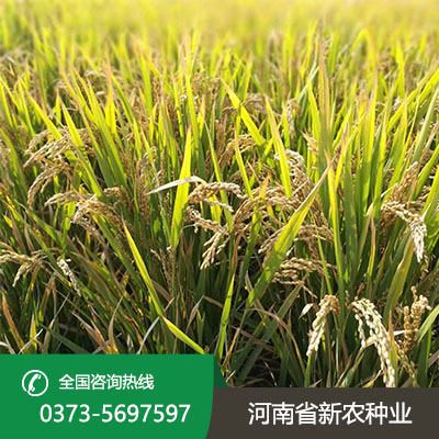 安徽新农稻5号种子