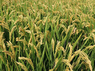 安徽阳光800水稻种子