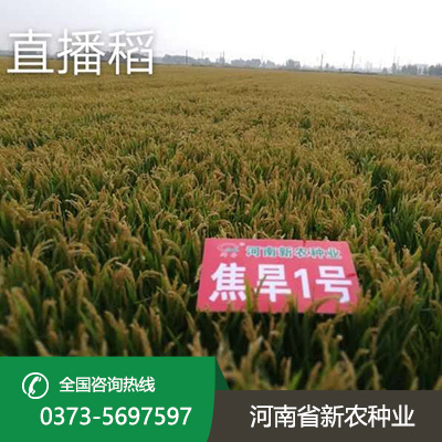 安徽直播稻种子