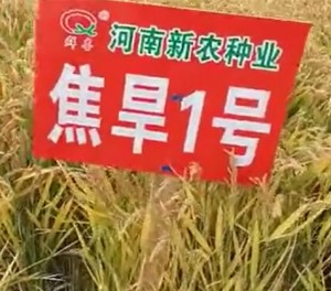 安徽水稻种子加盟