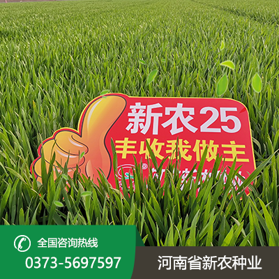 安徽新农25小麦种子