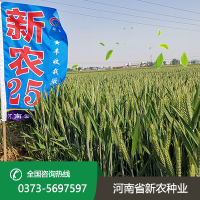 安徽新农25小麦种