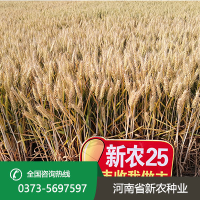 安徽麦种
