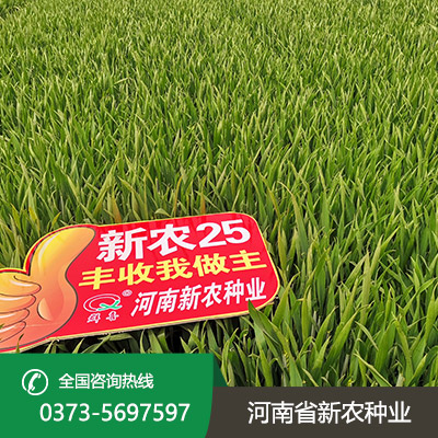 安徽丰产小麦种子