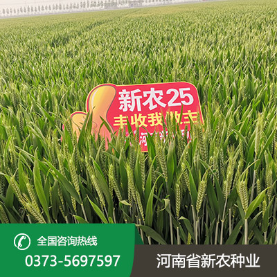 安徽小麦种子批发价格