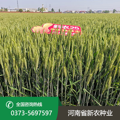 安徽小麦种子批发