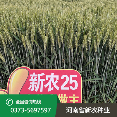 安徽小麦种子售价