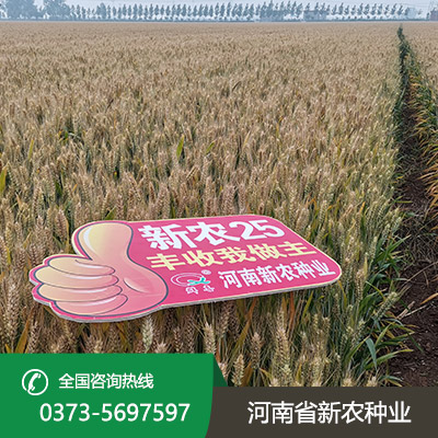 安徽超高产小麦种子