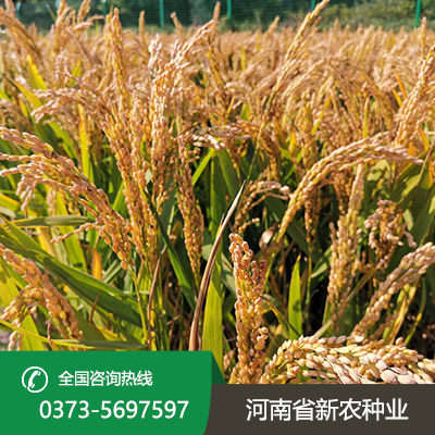 安徽水稻种子加盟