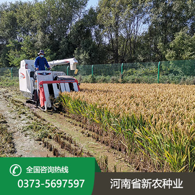 安徽常规水稻种子价格