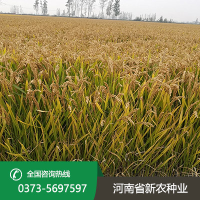 安徽选购水稻种子