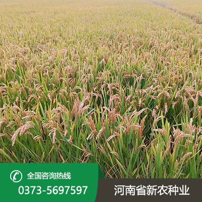 安徽水稻种子批发