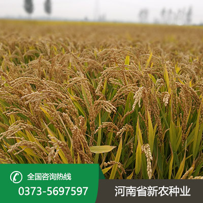 安徽旱稻