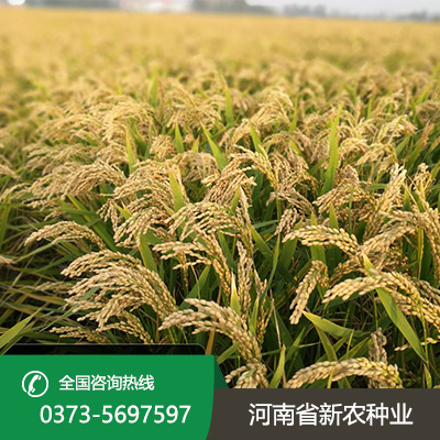 安徽麦茬旱直播的水稻品种