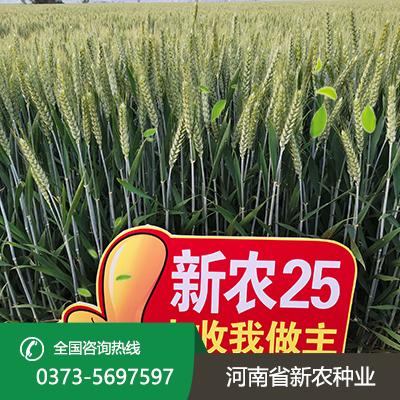 安徽矮杆大穗小麦种子