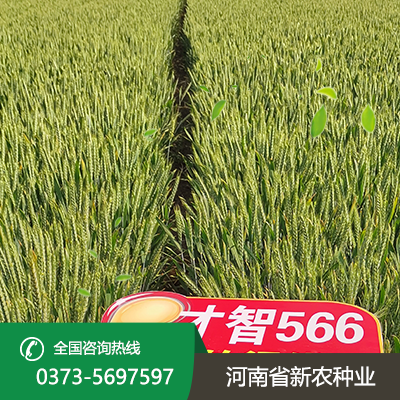 安徽才智566小麦种