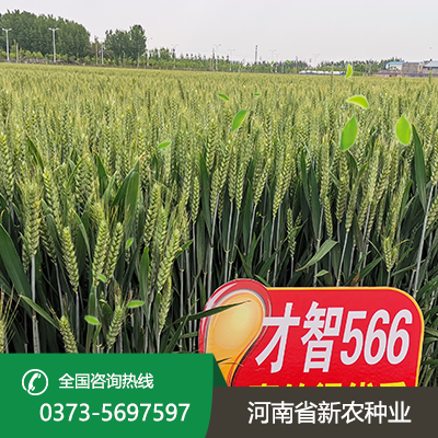 安徽才智566小麦种子