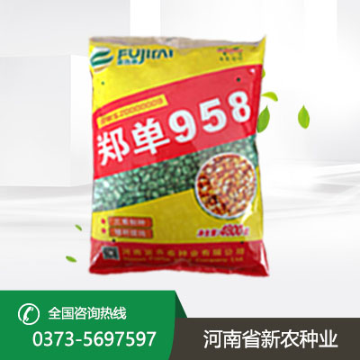 安徽郑单958麦