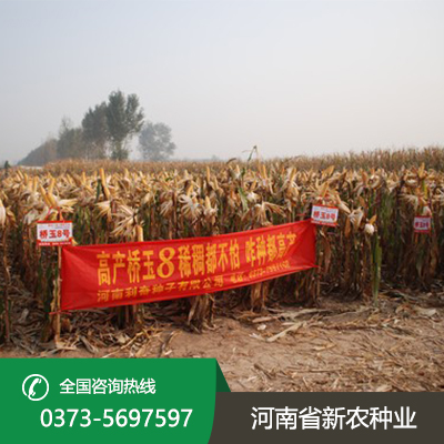 安徽适合机器收的玉米种子