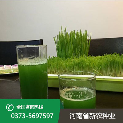 安徽青汁小麦种子怎么种