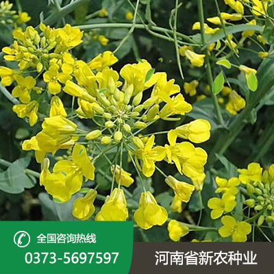 安徽油菜花种子