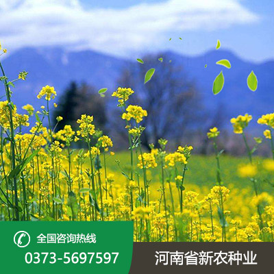 安徽油菜籽种子