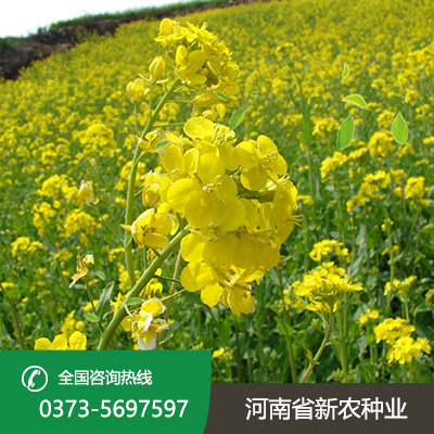 安徽油菜种子