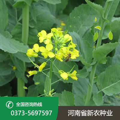 安徽杂交油菜籽种子