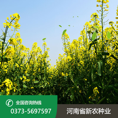 安徽杂交油菜种子
