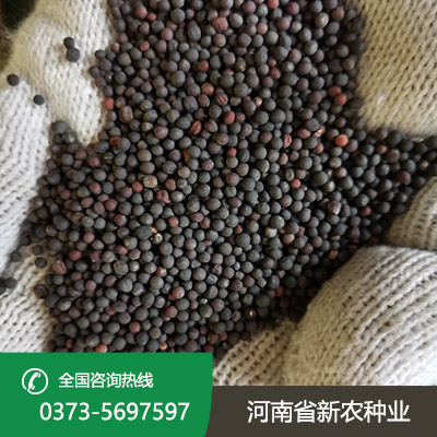 安徽老油菜种子