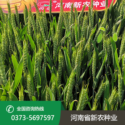安徽抗旱小麦种子