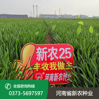 安徽矮秆大穗小麦种子